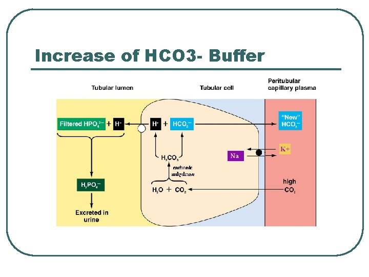 Increase of HCO 3 - Buffer  Increase of HCO 3 - Buffer