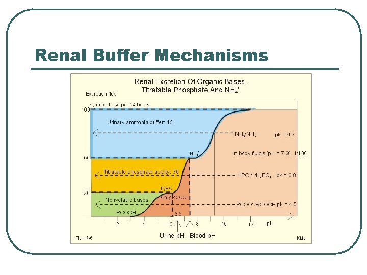 Renal Buffer Mechanisms 