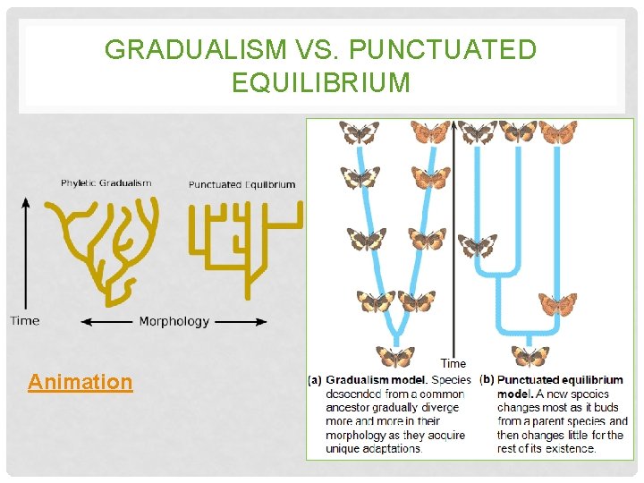 Gradualism Health Definition