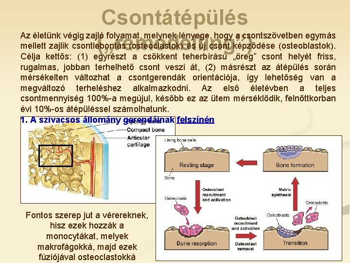 Csontátépülés Az életünk végig zajló folyamat, melynek lényege, hogy a csontszövetben egymás mellett zajlik