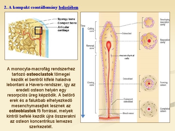 2. A kompakt csontállomány belsejében mesenchymal cells A monocyta-macrofág rendszerhez tartozó osteoclastok tömegei kezdik