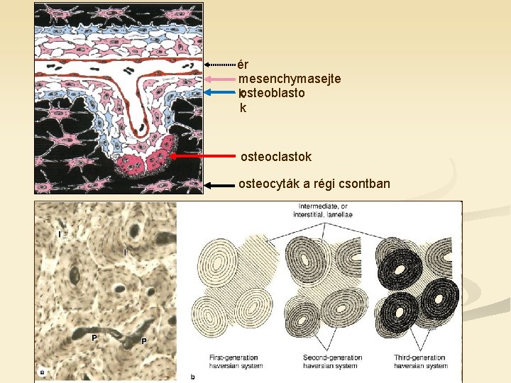 ér mesenchymasejte kosteoblasto k osteoclastok osteocyták a régi csontban 