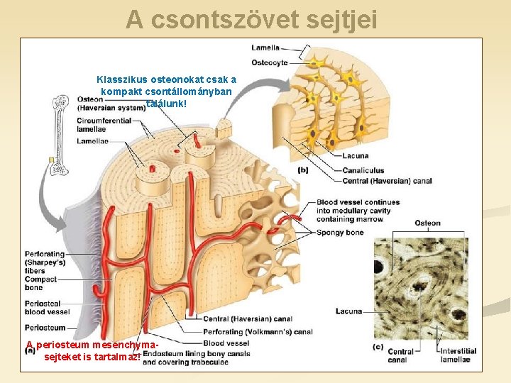 A csontszövet sejtjei Klasszikus osteonokat csak a kompakt csontállományban találunk! A periosteum mesenchymasejteket is