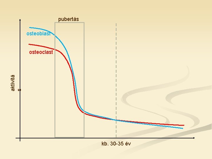 pubertás osteoblast aktivitá s osteoclast kb. 30 -35 év 