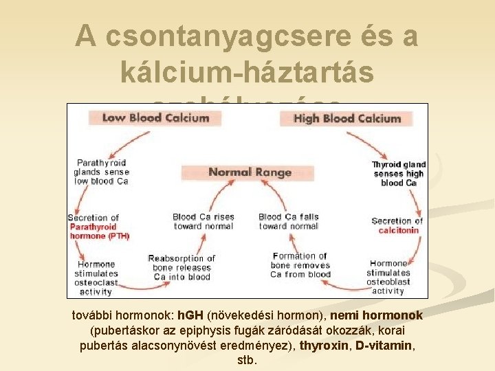 A csontanyagcsere és a kálcium-háztartás szabályozása további hormonok: h. GH (növekedési hormon), nemi hormonok