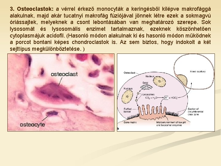 3. Osteoclastok: a vérrel érkező monocyták a keringésből kilépve makrofággá alakulnak, majd akár tucatnyi