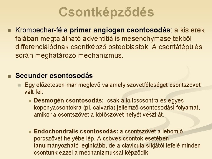 Csontképződés n Krompecher-féle primer angiogen csontosodás: csontosodás a kis erek falában megtalálható adventitiális mesenchymasejtekből