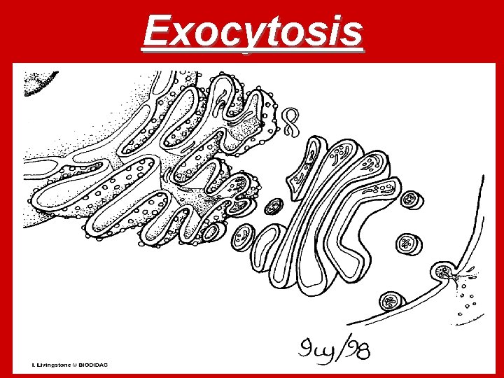 Exocytosis 