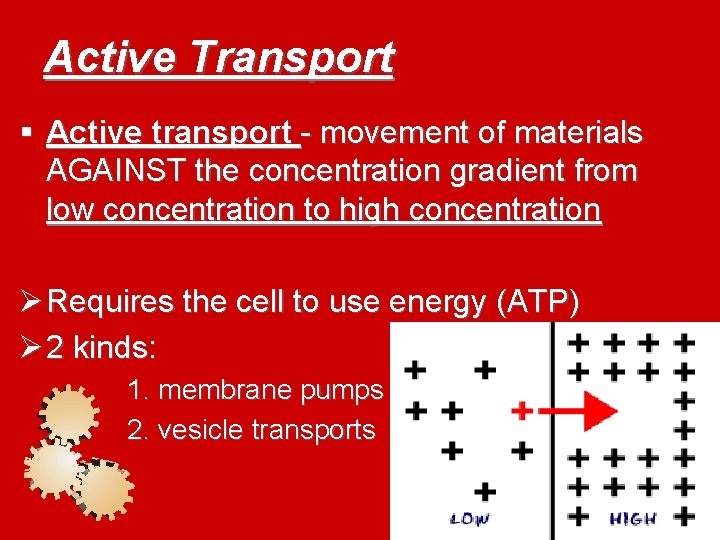 Active Transport § Active transport - movement of materials AGAINST the concentration gradient from
