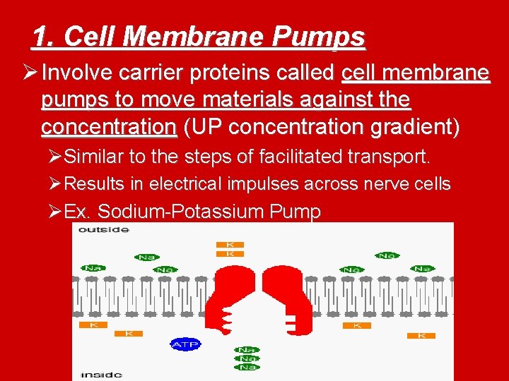 1. Cell Membrane Pumps Ø Involve carrier proteins called cell membrane pumps to move