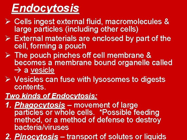 Endocytosis Ø Cells ingest external fluid, macromolecules & large particles (including other cells) Ø