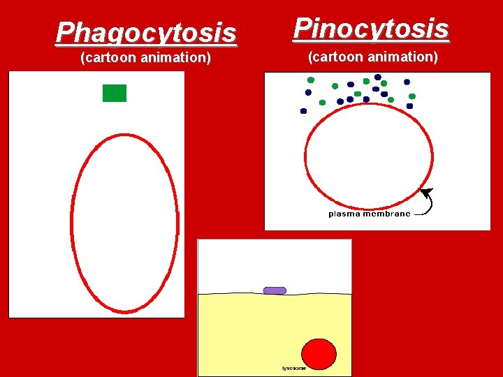 Phagocytosis (cartoon animation) Pinocytosis (cartoon animation) 