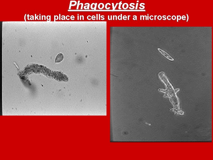 Phagocytosis (taking place in cells under a microscope) 