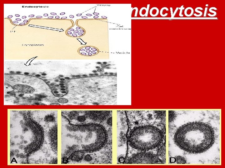 Endocytosis 