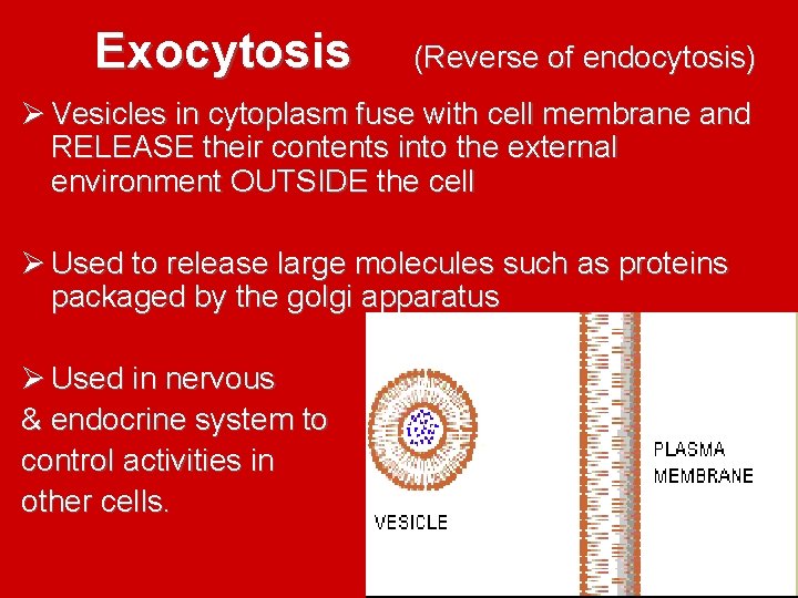 Exocytosis (Reverse of endocytosis) Ø Vesicles in cytoplasm fuse with cell membrane and RELEASE