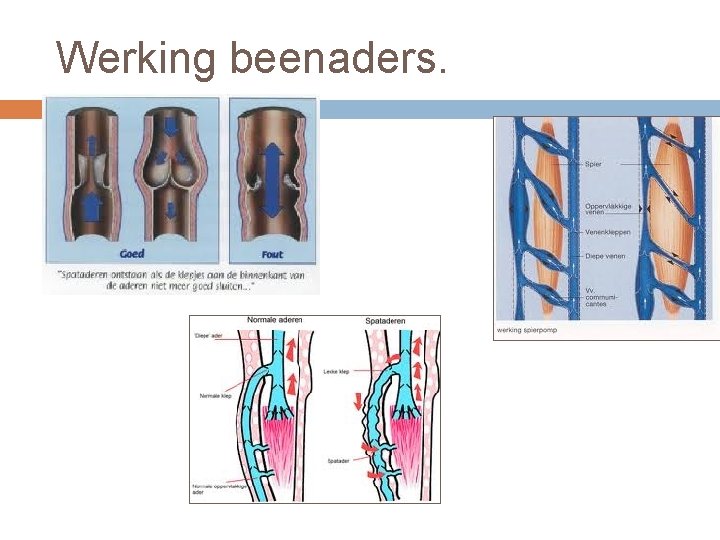 Werking beenaders. 