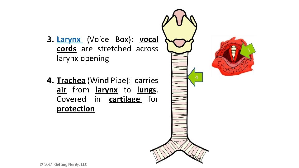 3. Larynx (Voice Box): vocal cords are stretched across larynx opening 4. Trachea (Wind