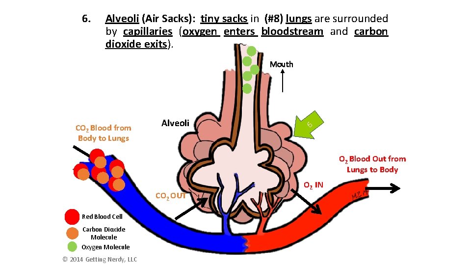 6. Alveoli (Air Sacks): tiny sacks in (#8) lungs are surrounded by capillaries (oxygen