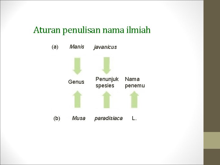 Aturan penulisan nama ilmiah (a) Manis Genus (b) Musa javanicus Penunjuk spesies Nama penemu