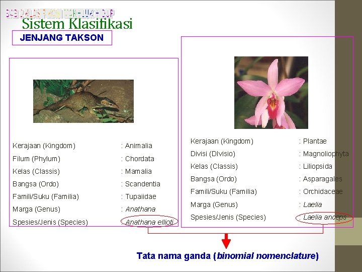 Sistem Klasifikasi JENJANG TAKSON Kerajaan (Kingdom) : Animalia Filum (Phylum) : Chordata Kelas (Classis)