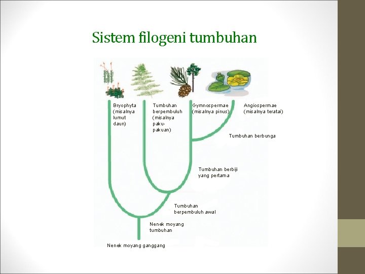 Sistem filogeni tumbuhan Bryophyta (misalnya lumut daun) Tumbuhan berpembuluh (misalnya pakuan) Gymnospermae (misalnya pinus)