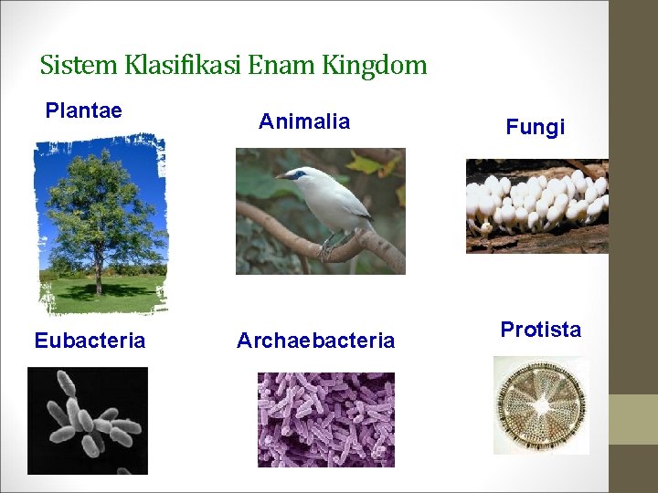 Sistem Klasifikasi Enam Kingdom Plantae Eubacteria Animalia Archaebacteria Fungi Protista 