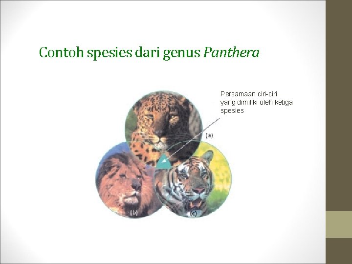 Contoh spesies dari genus Panthera Persamaan ciri-ciri yang dimiliki oleh ketiga spesies 