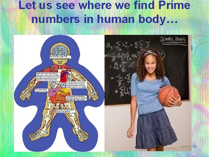 Let us see where we find Prime numbers in human body… Are Prime numbers
