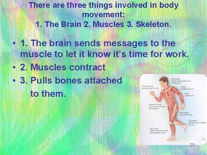 There are three things involved in body movement: 1. The Brain 2. Muscles 3.