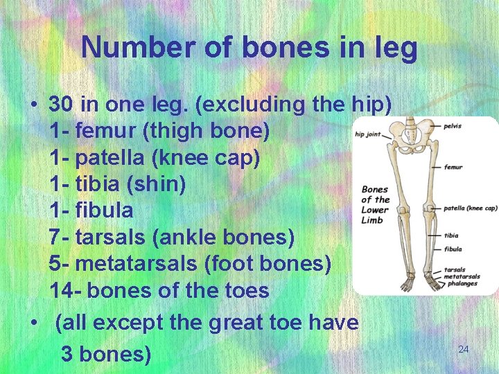 Number of bones in leg • 30 in one leg. (excluding the hip) 1