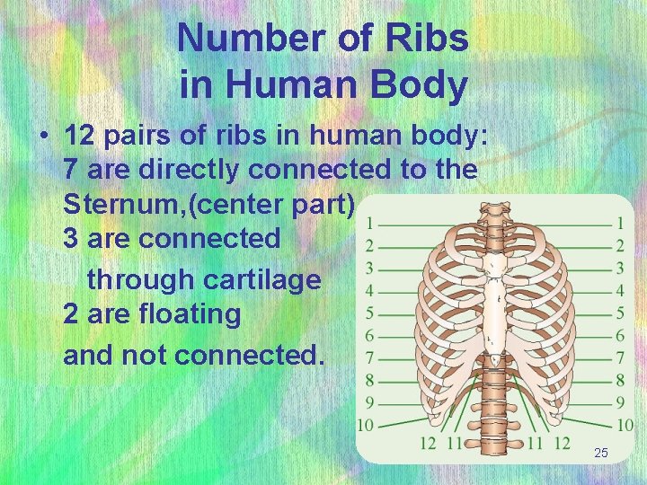 Number of Ribs in Human Body • 12 pairs of ribs in human body: