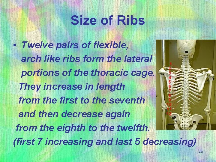 Size of Ribs • Twelve pairs of flexible, arch like ribs form the lateral