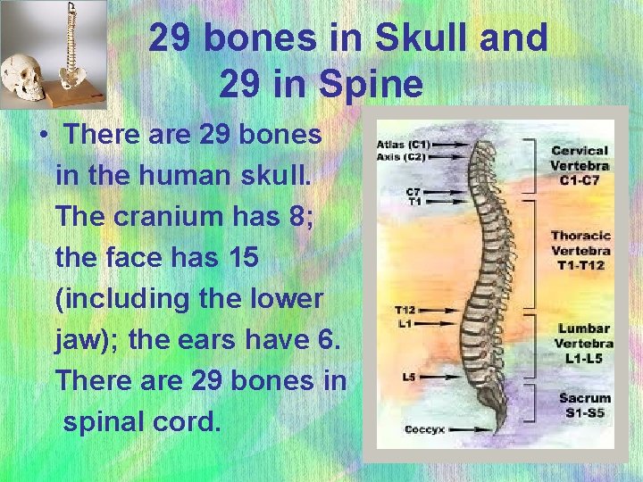  29 bones in Skull and 29 in Spine • There are 29 bones