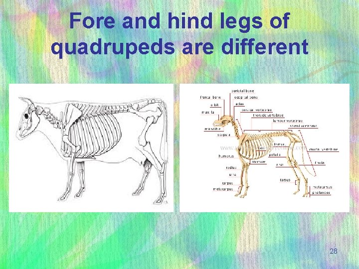 Fore and hind legs of quadrupeds are different 28 