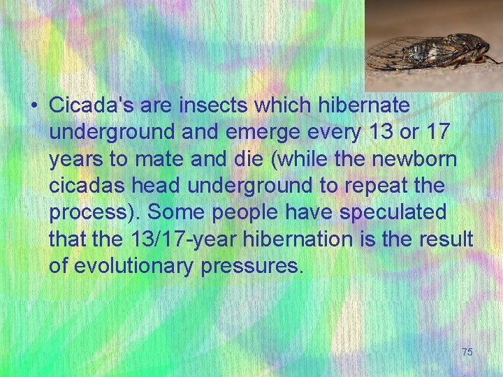  • Cicada's are insects which hibernate underground and emerge every 13 or 17