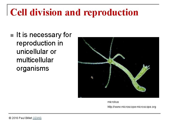 Cell division and reproduction n It is necessary for reproduction in unicellular or multicellular