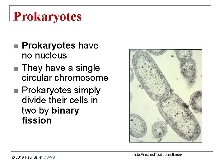 Prokaryotes n n n Prokaryotes have no nucleus They have a single circular chromosome