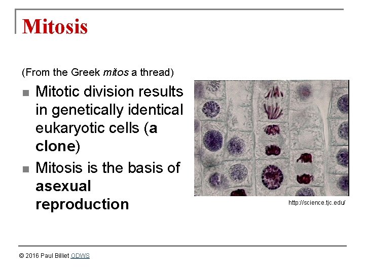 Mitosis (From the Greek mitos a thread) n n Mitotic division results in genetically