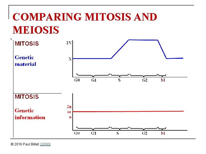 COMPARING MITOSIS AND MEIOSIS © 2016 Paul Billiet ODWS 