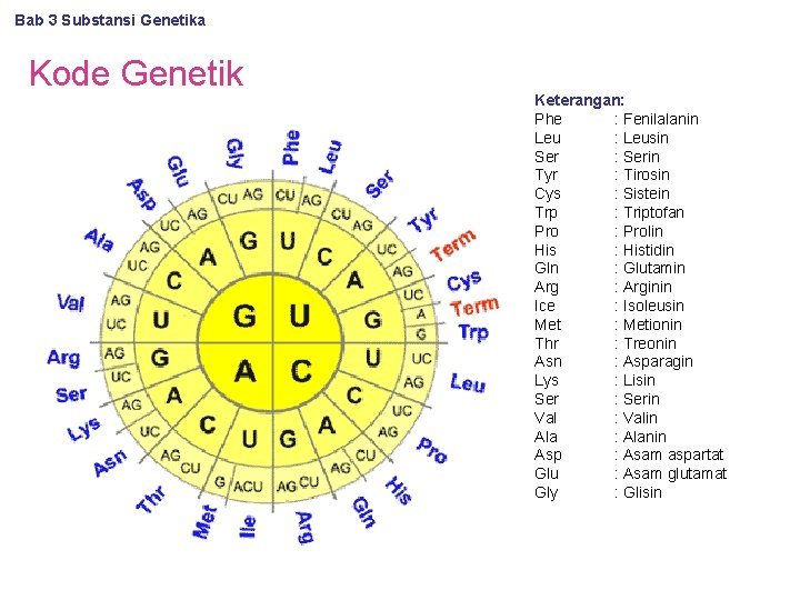 Bab 3 Substansi Genetika Kode Genetik Keterangan: Phe : Fenilalanin Leu : Leusin Ser