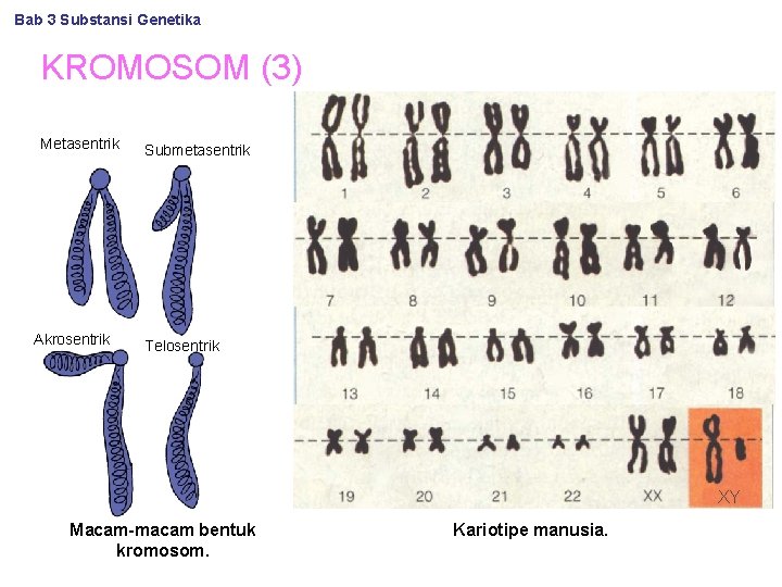 Bab 3 Substansi Genetika KROMOSOM (3) Metasentrik Akrosentrik Submetasentrik Telosentrik XY Macam-macam bentuk kromosom.