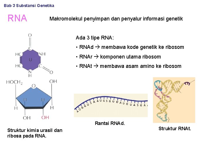 Bab 3 Substansi Genetika RNA Makromolekul penyimpan dan penyalur informasi genetik Ada 3 tipe