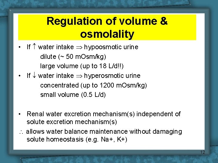 Regulation of volume & osmolality • If water intake hypoosmotic urine dilute (~ 50