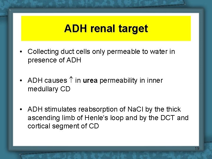 ADH renal target • Collecting duct cells only permeable to water in presence of
