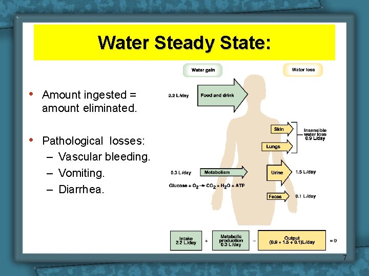 Water Steady State: • Amount ingested = amount eliminated. • Pathological losses: – Vascular