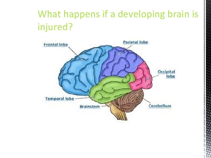 What happens if a developing brain is injured? 
