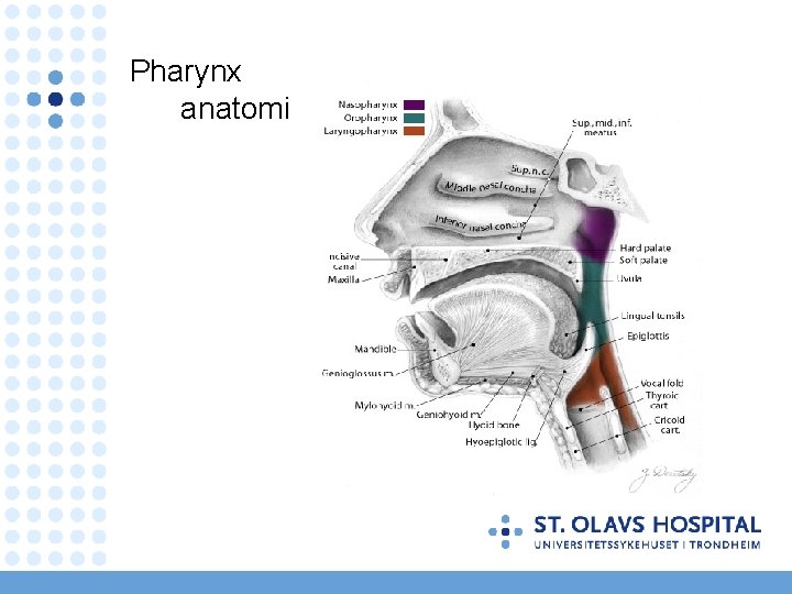 Pharynx anatomi 