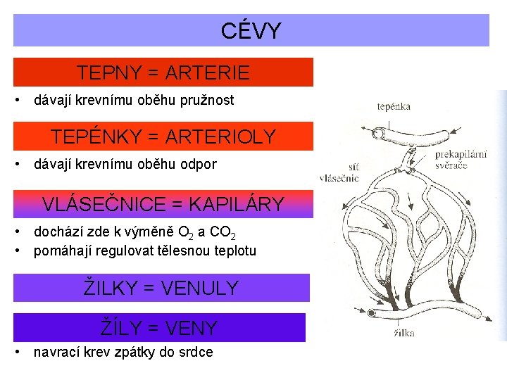 CÉVY TEPNY = ARTERIE • dávají krevnímu oběhu pružnost TEPÉNKY = ARTERIOLY • dávají