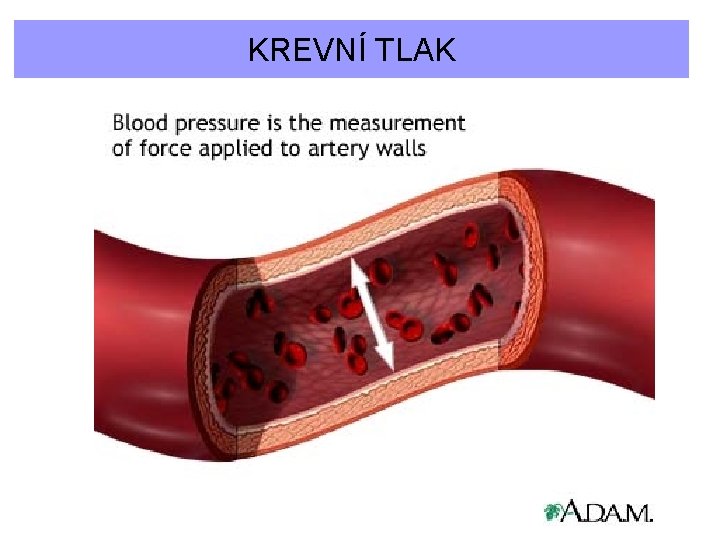 KREVNÍ TLAK 