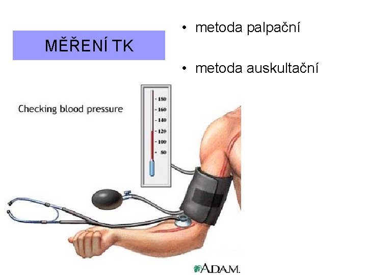  • metoda palpační MĚŘENÍ TK • metoda auskultační 